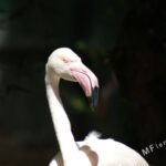 Sigma 400mm f/5.6-2314