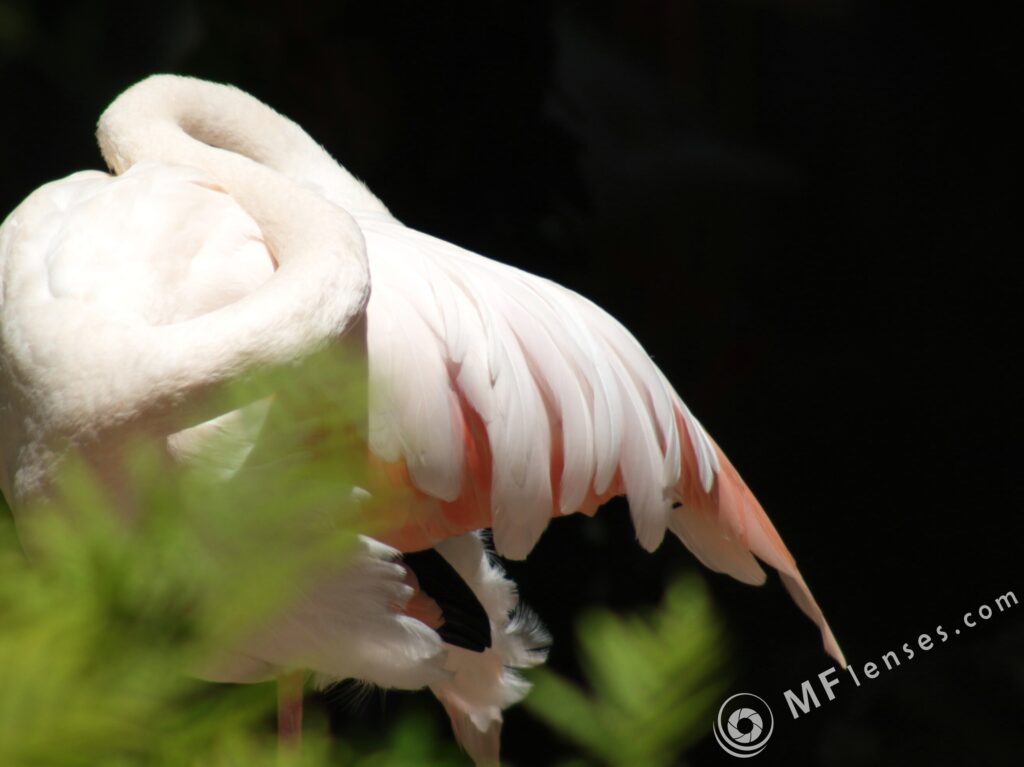 Sigma 400mm f/5.6-2315