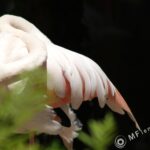 Sigma 400mm f/5.6-2315