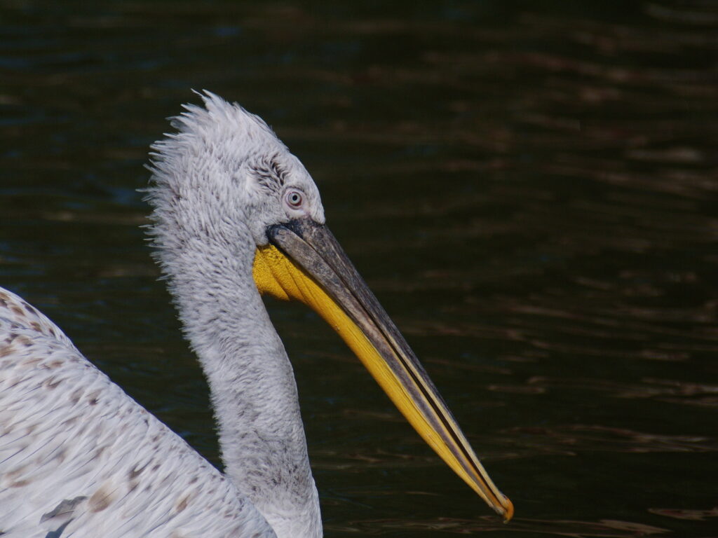 Sigma 400mm f/5.6-8126