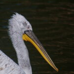 Sigma 400mm f/5.6-8126