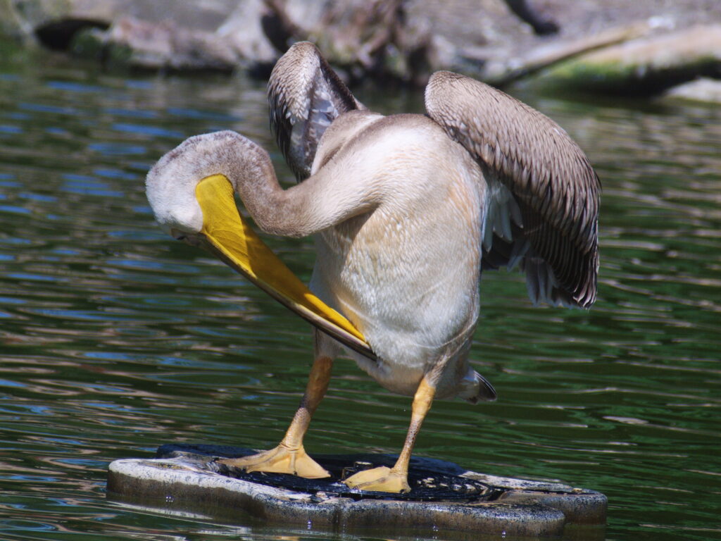 Sigma 400mm f/5.6-8127