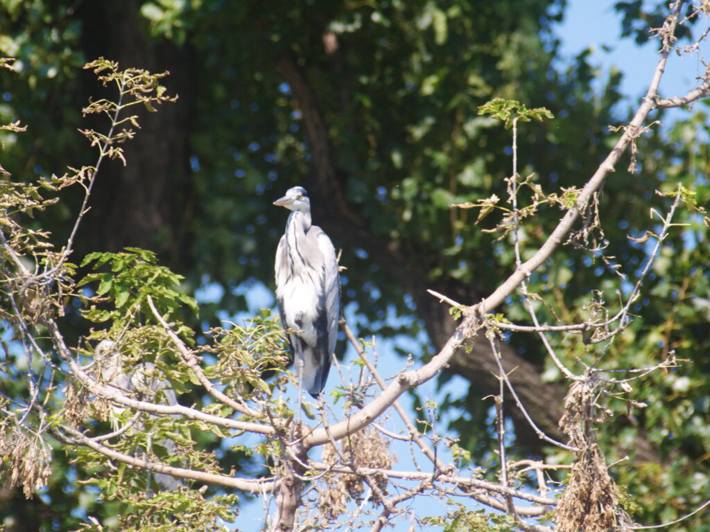 Sigma 400mm f/5.6-8128