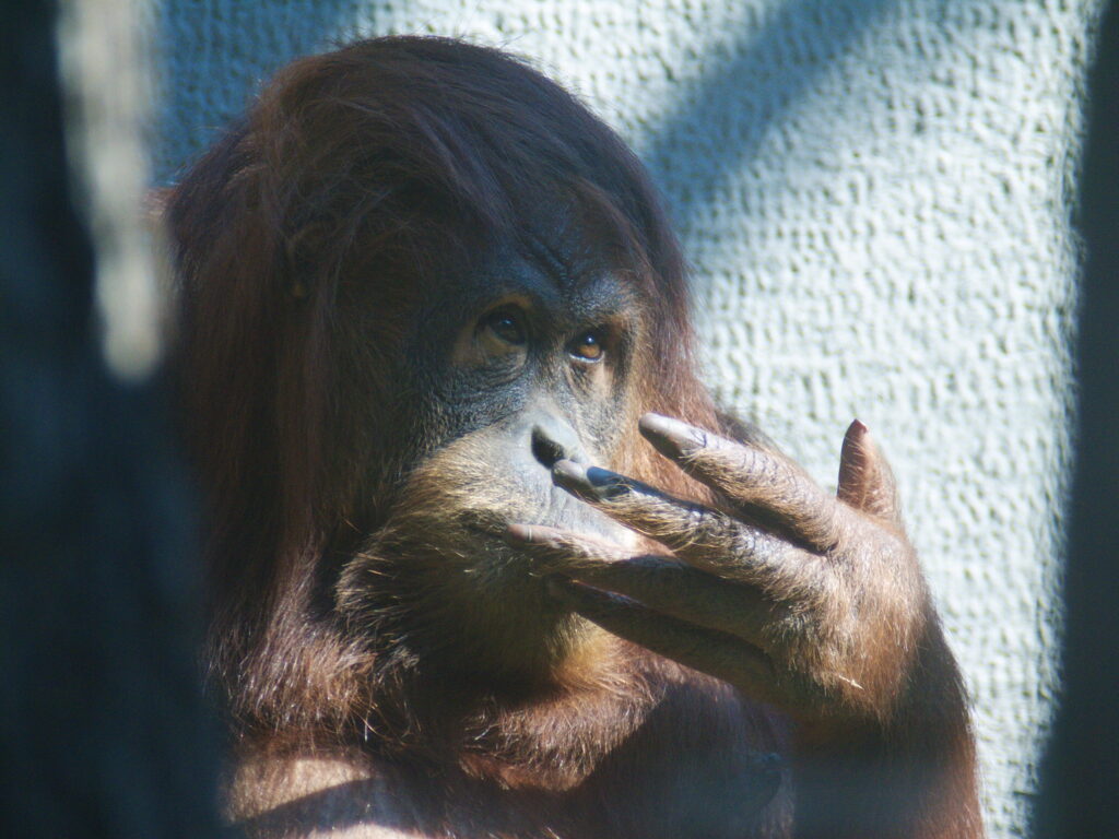 Sigma 400mm f/5.6-8130