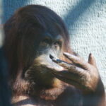 Sigma 400mm f/5.6-8130