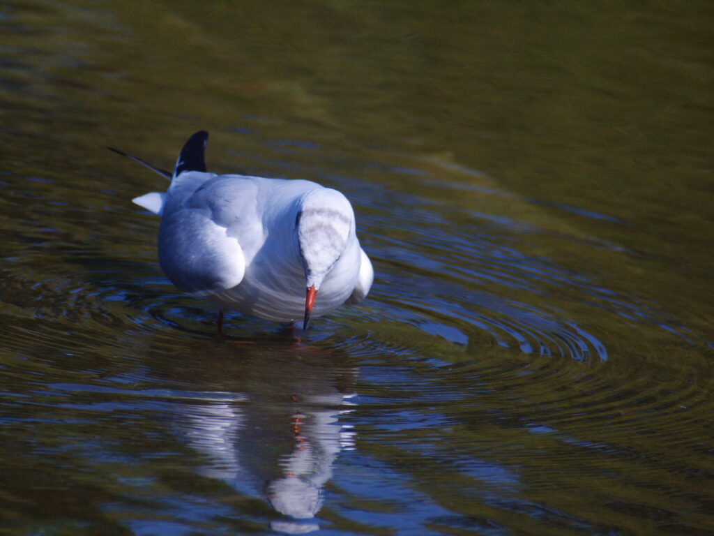 Sigma 400mm f/5.6-8133