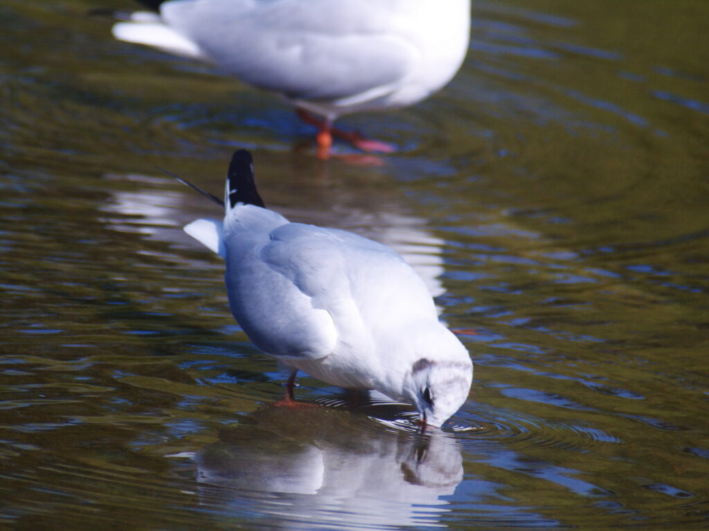 Sigma 400mm f/5.6-8134