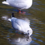Sigma 400mm f/5.6-8134