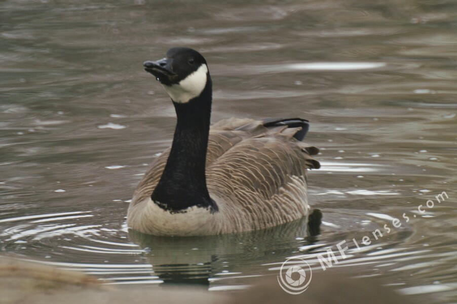 Sigma 600mm f/8 mirror-987