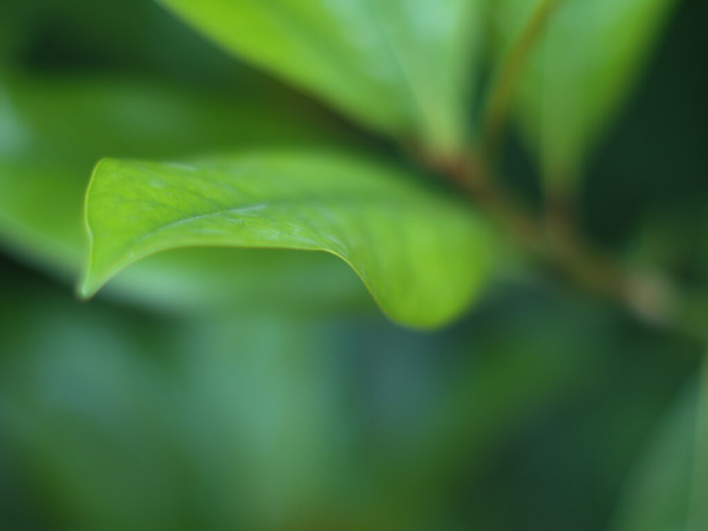 50mm f1.2-4722