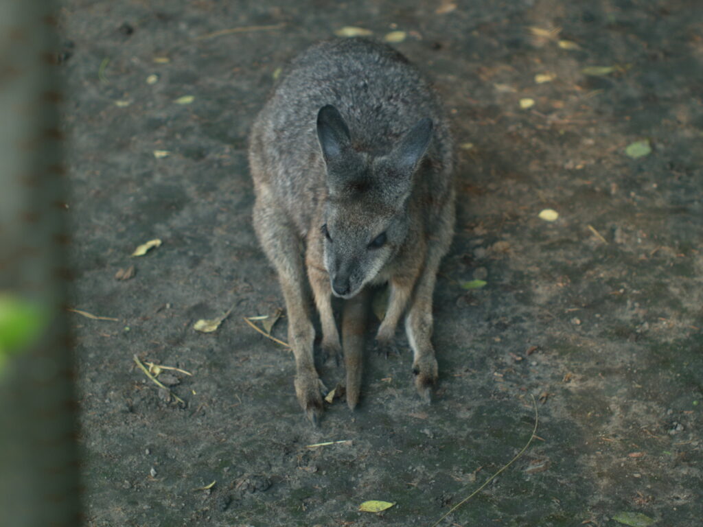 50mm f1.2-4726
