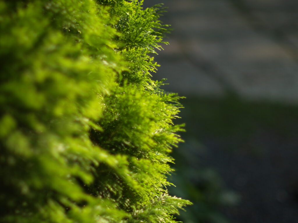 50mm f1.2-4727