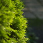 50mm f1.2-4727