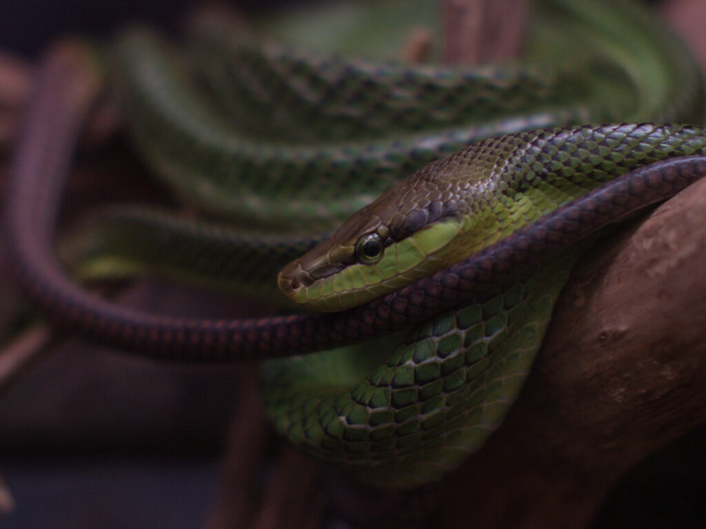 50mm f1.2-5168