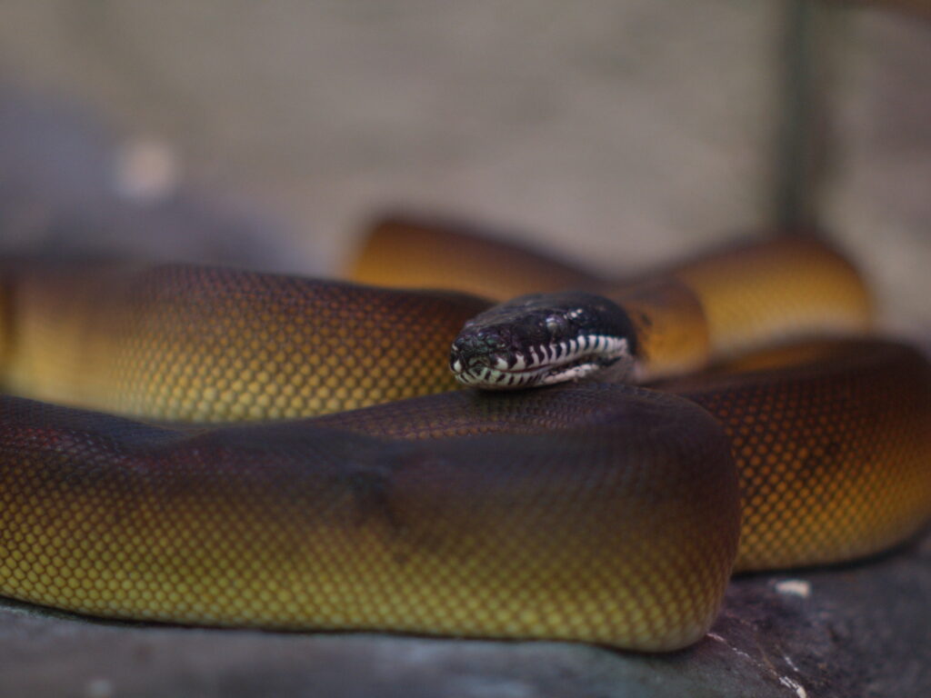 50mm f1.2-5170