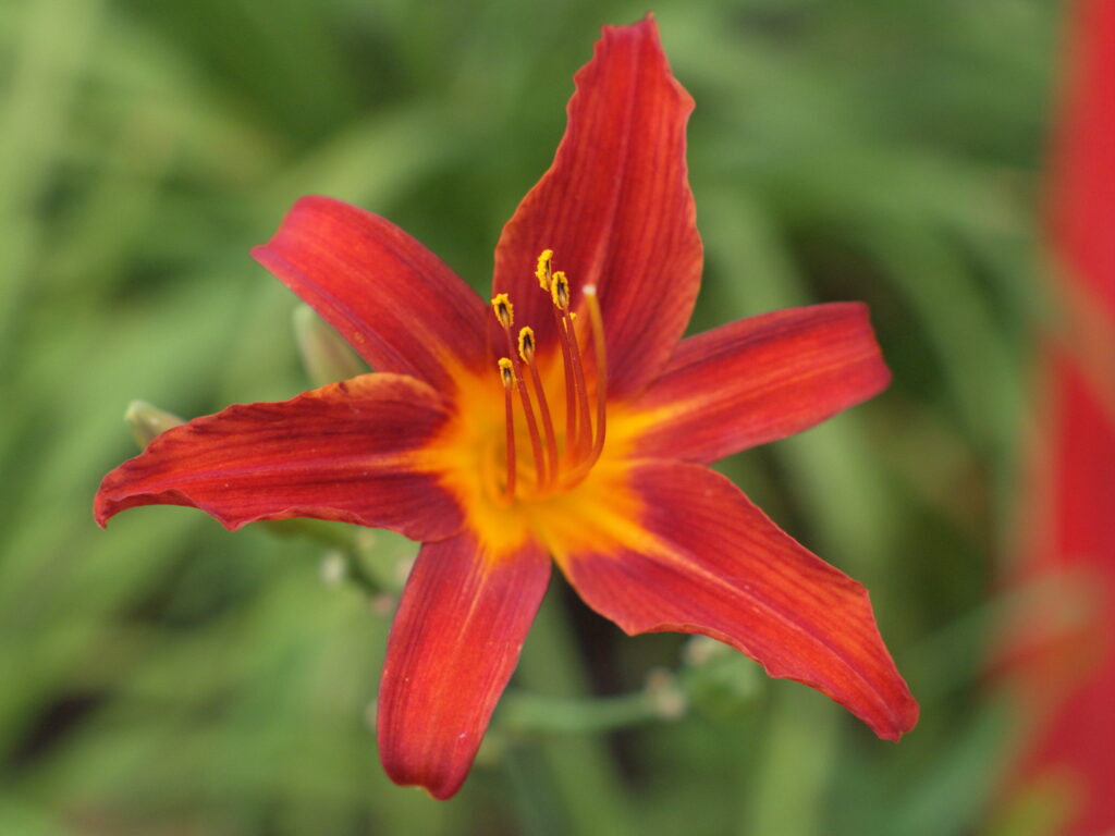 50mm f1.2-5172