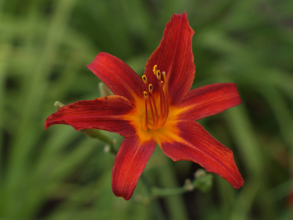 50mm f1.2-5178