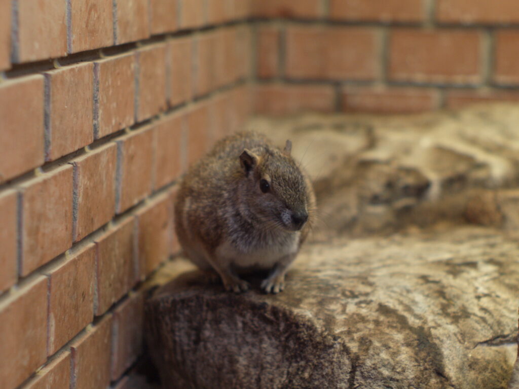 50mm f1.2-4633