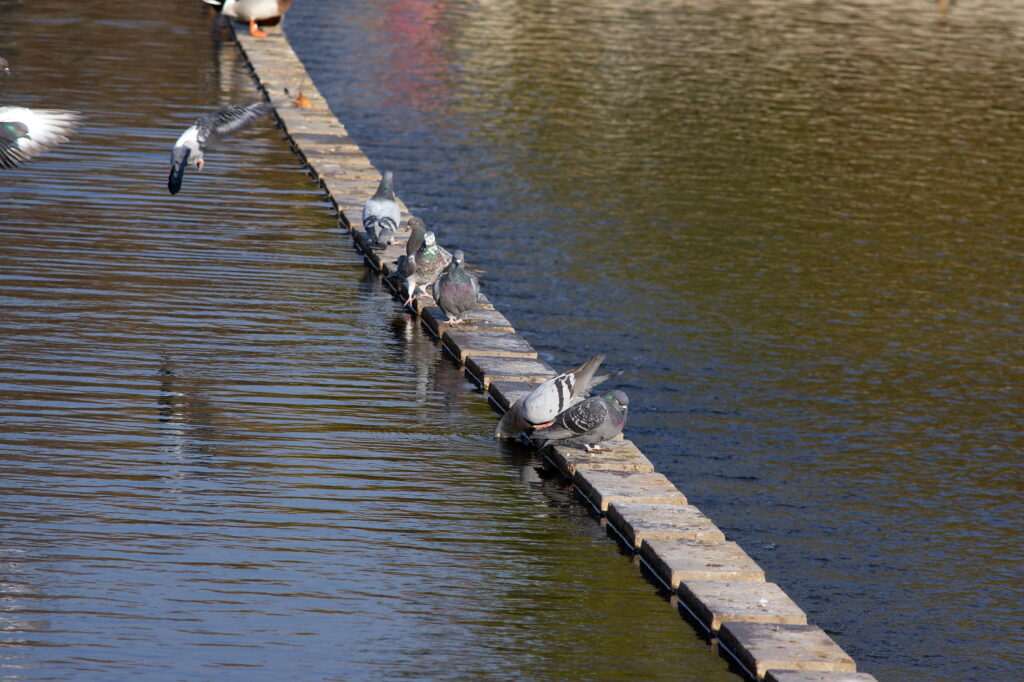 Pentax 150mm f4 SMC Sony NEX-10094
