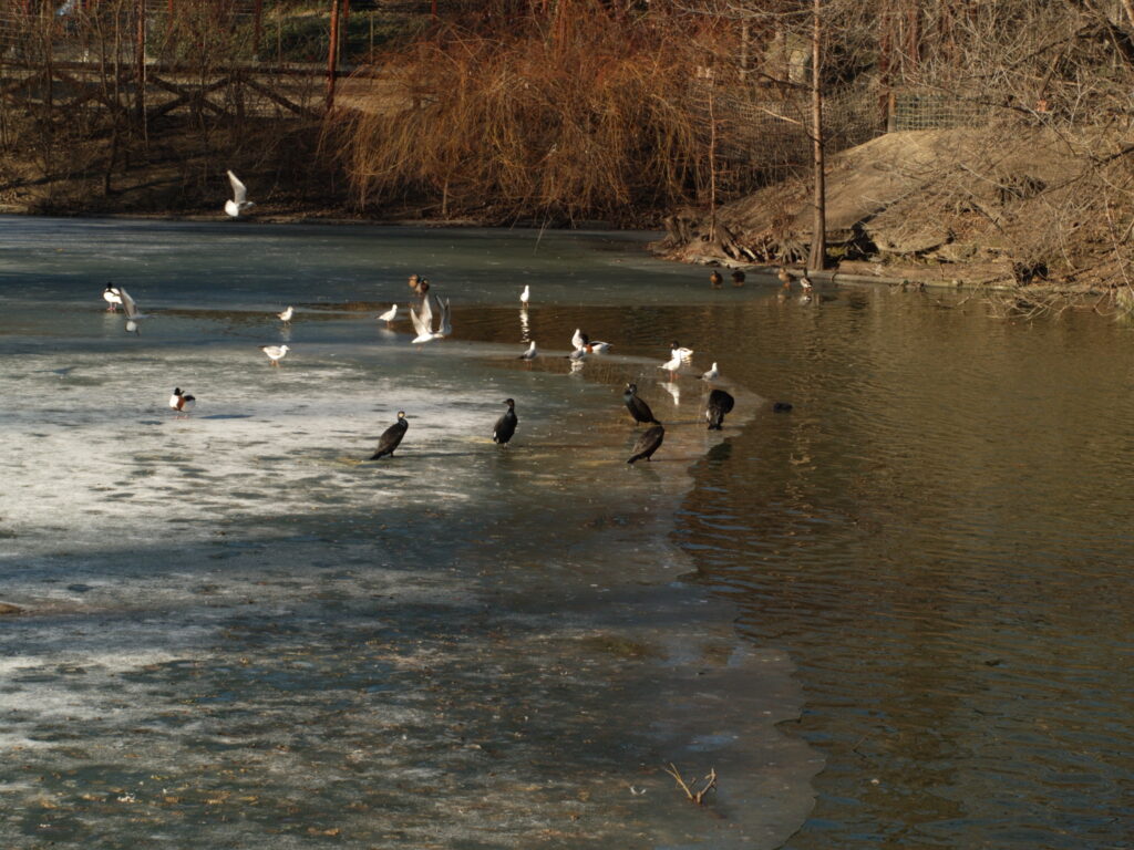 1.4/50mm SMC Pentax-5753