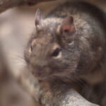 1.4/50mm SMC Pentax-5760