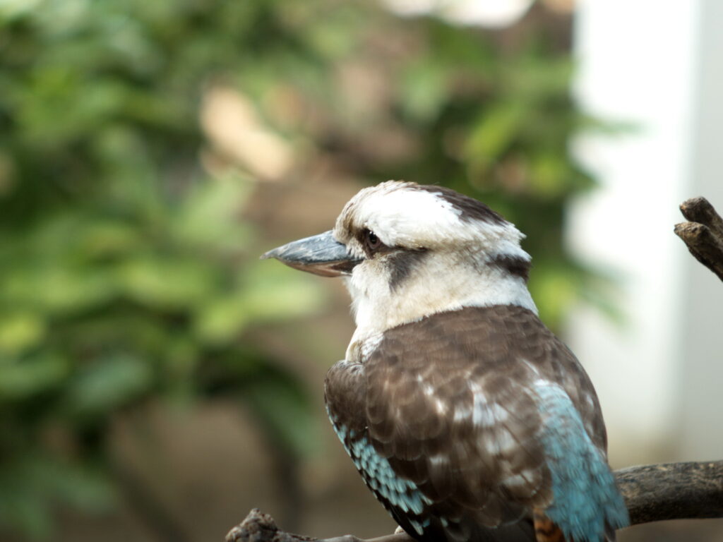 1.8/85mm Auto Takumar-4763