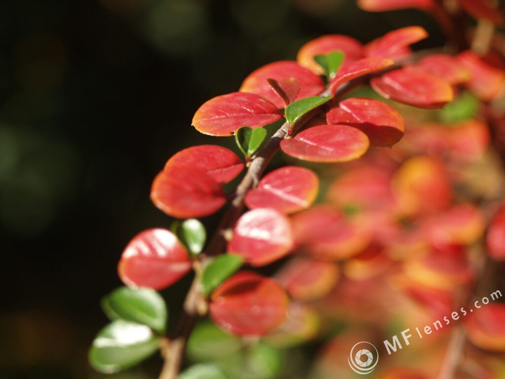 Macro Takumar 4/50mm Macro 1:1-3550