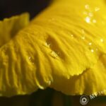 Macro Takumar 4/50mm Macro 1:1-3551