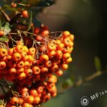 SMC Takumar 200mm f4-3156