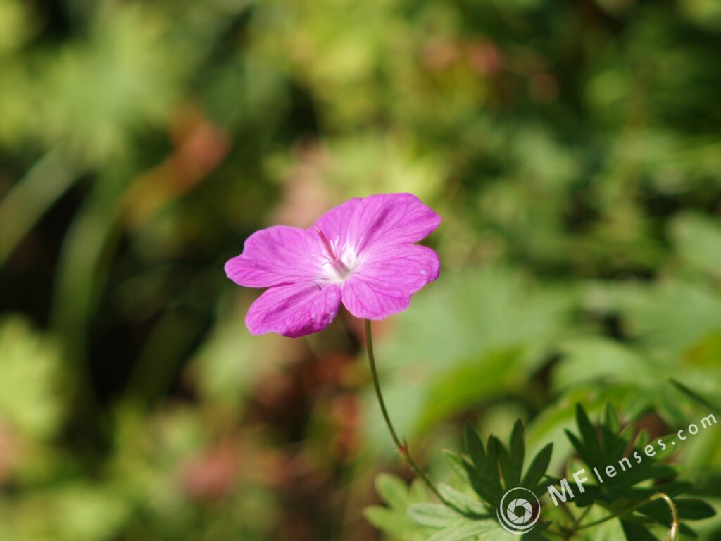 SMC Takumar 200mm f4-3158