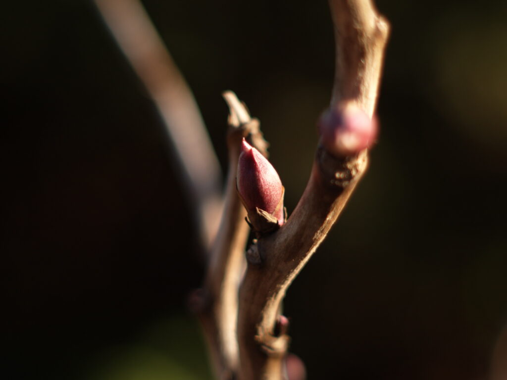 SMC Takumar 55mm f/2-5673