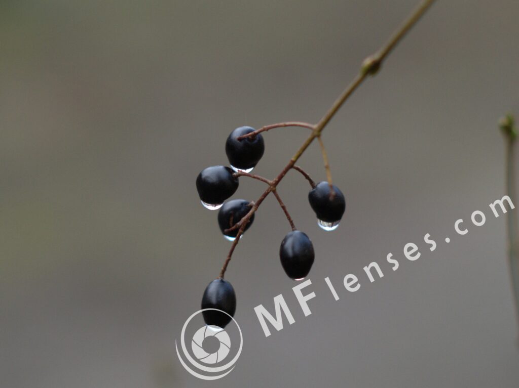SMC Takumar 55mm f/2-1508