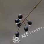 SMC Takumar 55mm f/2-1508