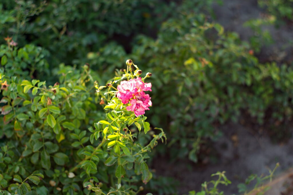 Super Takumar 50mm f1.4 NX11-13438