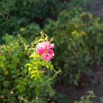 Super Takumar 50mm f1.4 NX11-13438