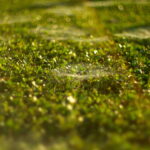 Super Takumar 50mm f1.4 NX11-13441