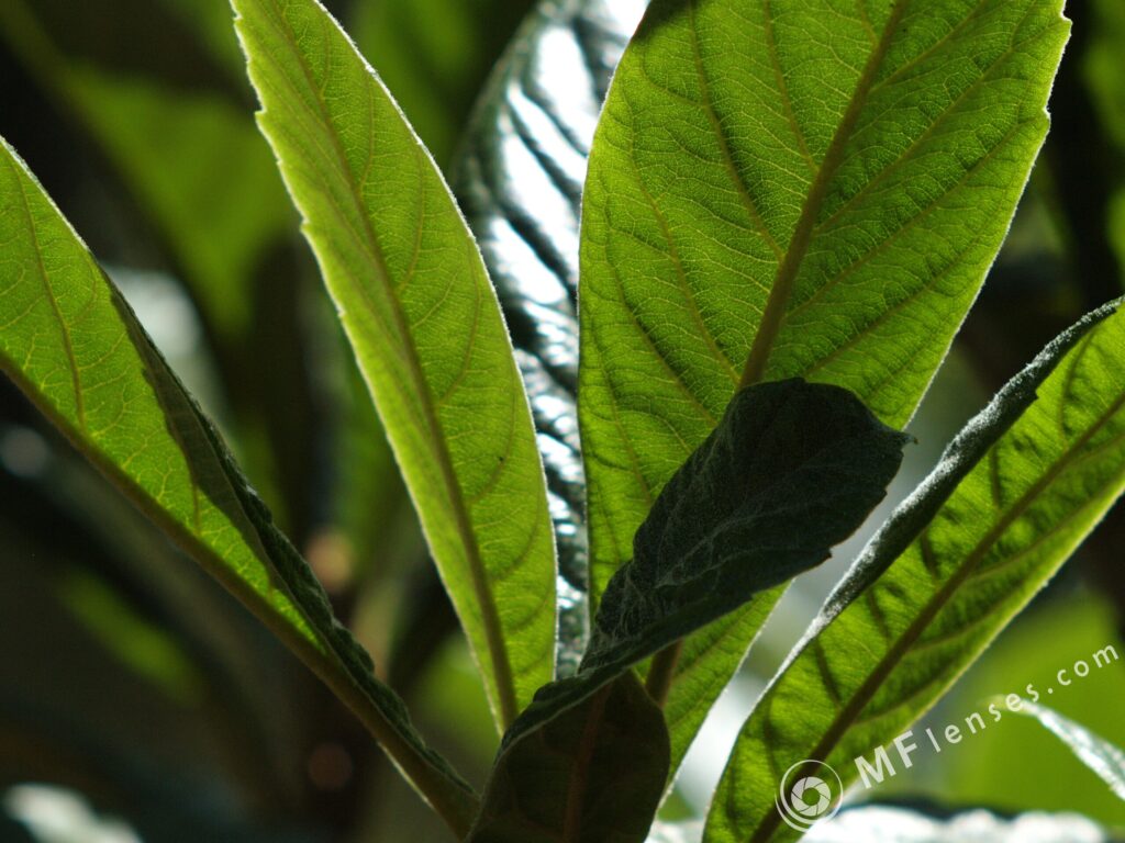 Super-Takumar 105mm f/2.8-2354