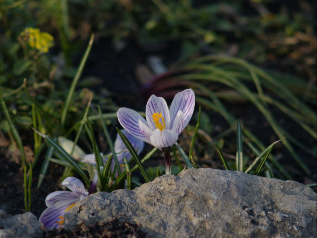 Super Takumar 200mm f4-4314