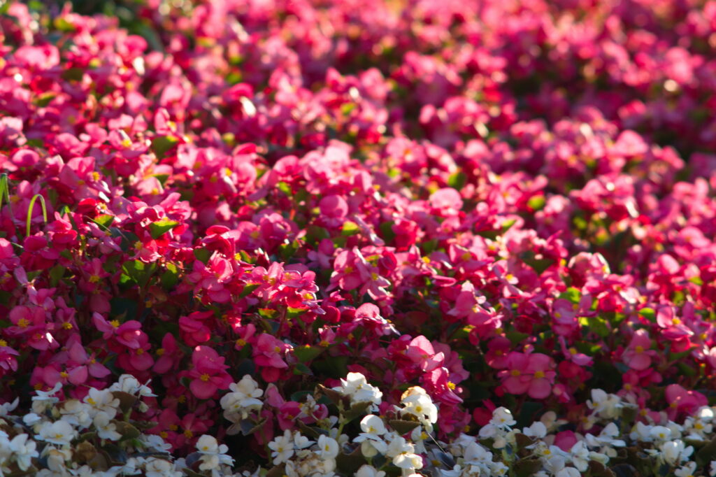 Super Takumar 200mm f4-13421