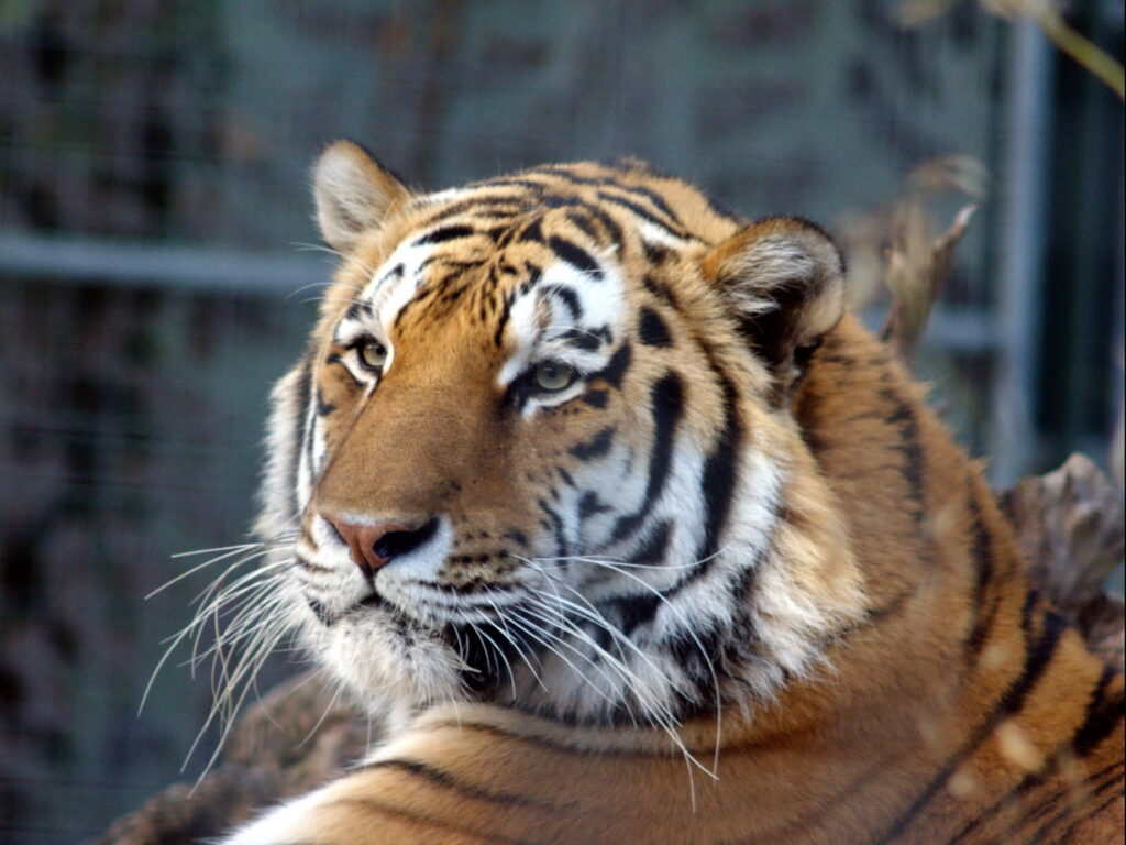 Super Takumar 200mm f4-4318