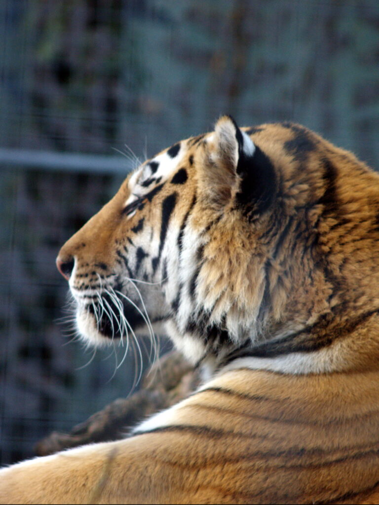 Super Takumar 200mm f4-4320