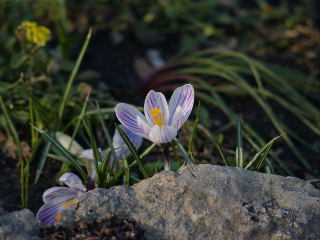 Super Takumar 200mm f4-4321