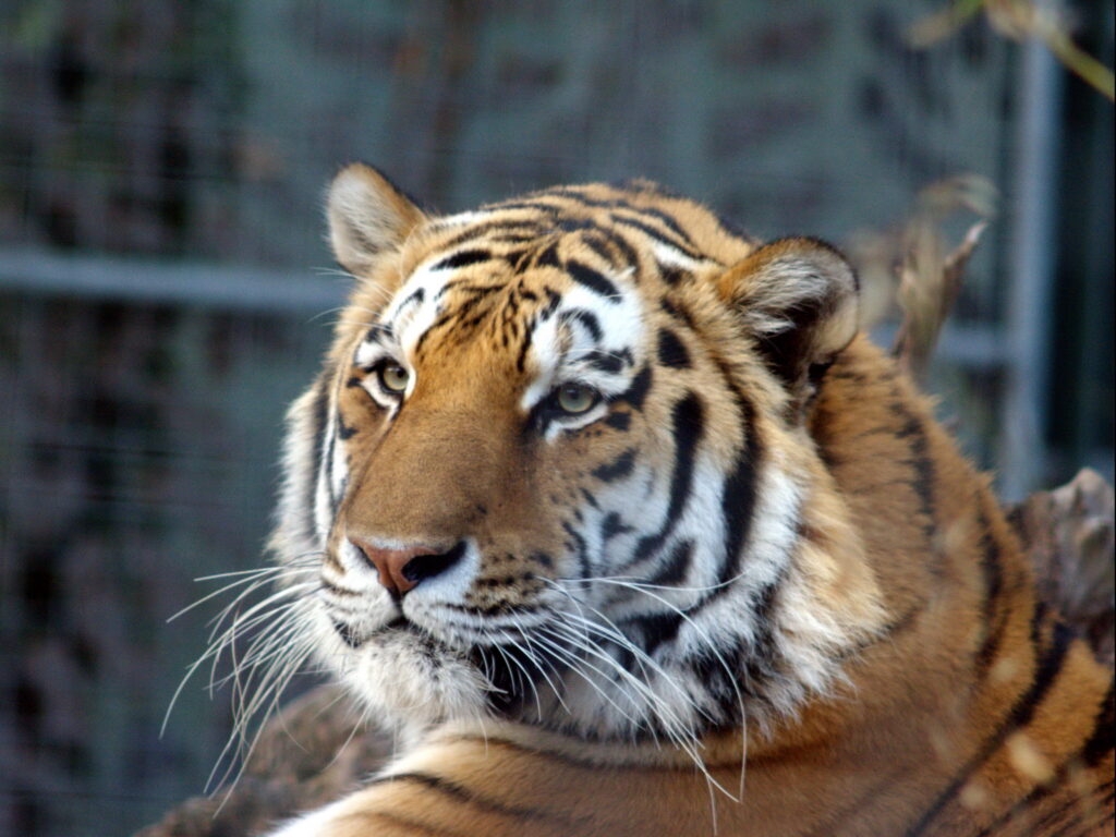 Super Takumar 200mm f4-4323
