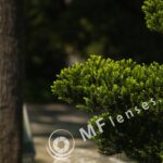 Early Takumar 135mm f/3.5 Chrome-1837