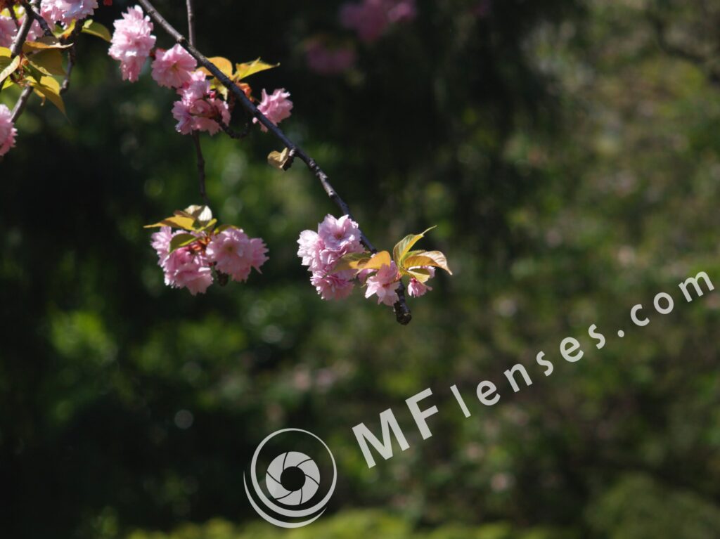 Early Takumar 135mm f/3.5 Chrome-1843