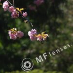 Early Takumar 135mm f/3.5 Chrome-1843