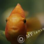 Auto Revuenon 55mm f/1.4-22 by Tomioka-185