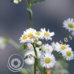 Vivitar 200mm f/3,5-312