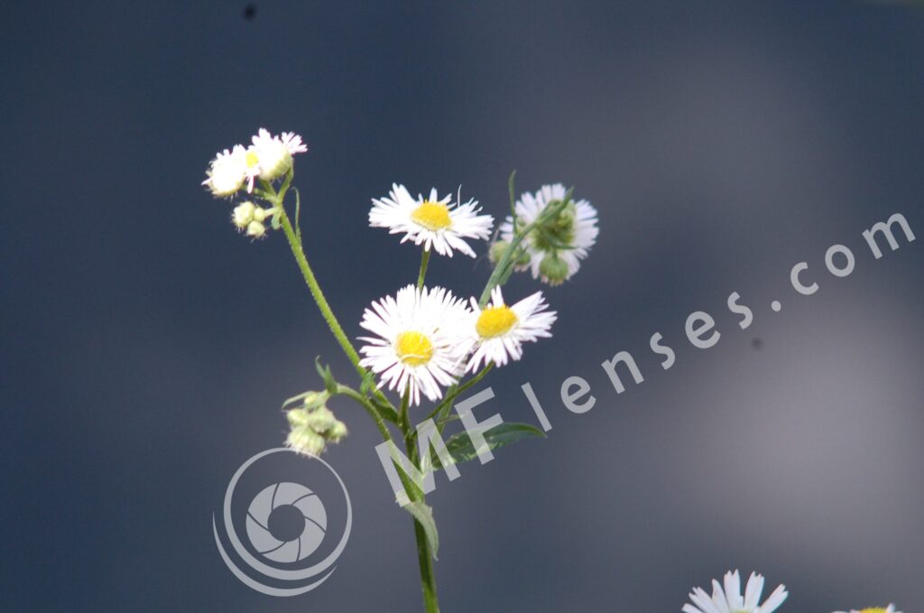 Vivitar 200mm f/3,5-313
