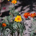 Vivitar 200mm f/3,5-314